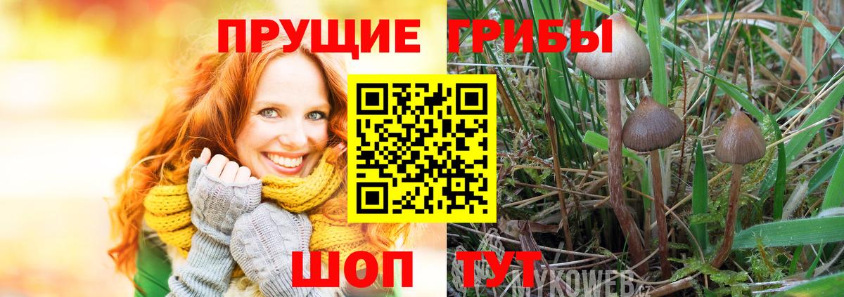 Псилоцибиновые грибы Cubensis  Вход с VPN  Ангарск  Галлюциногенные грибы мицелий 